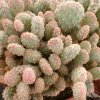 Opuntia_rufida_monstrose